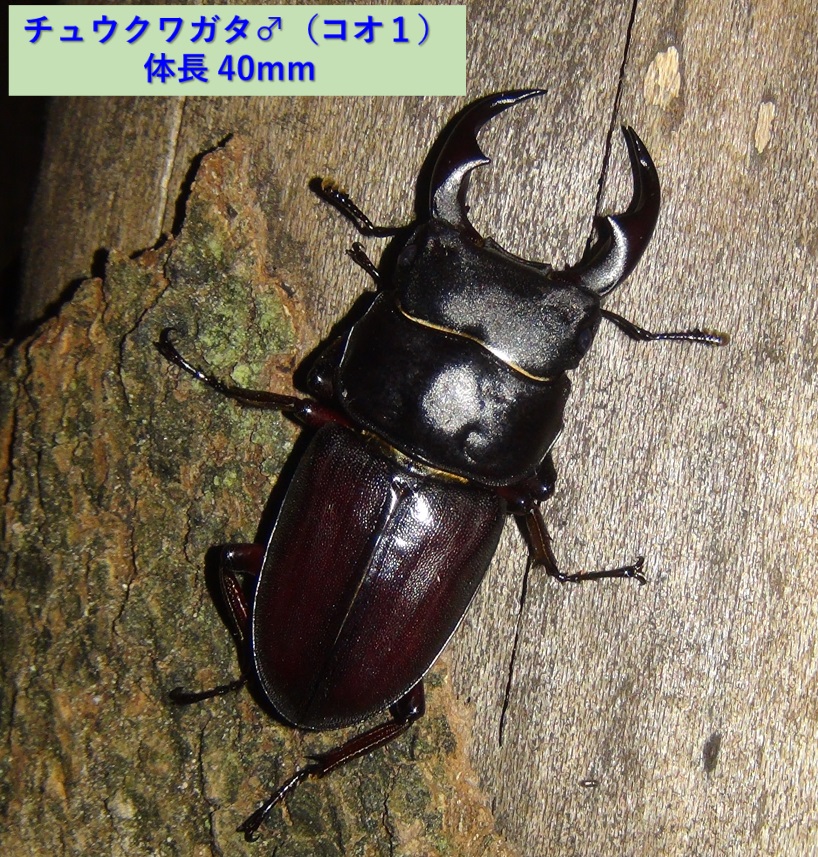コクワガタ♂×オオクワガタ♀のあいのこ_チュウクワガタ♂_40mm_2024年4月7日