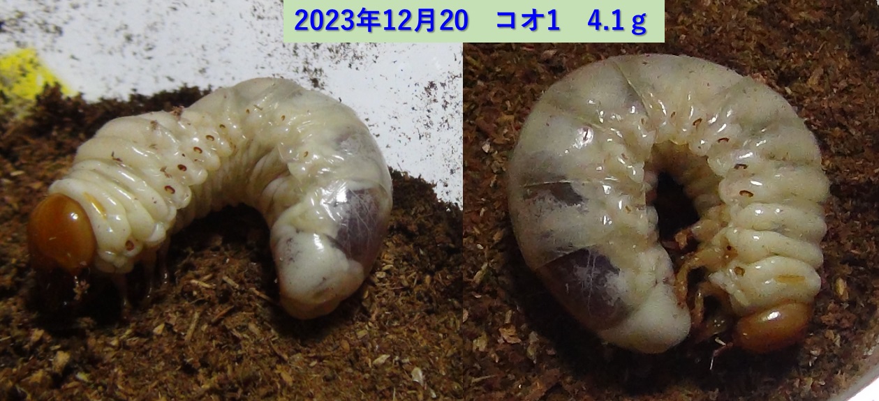 コクワガタ♂×オオクワガタ♀の幼虫_コオ1_4.1ｇ_2023年12月20日