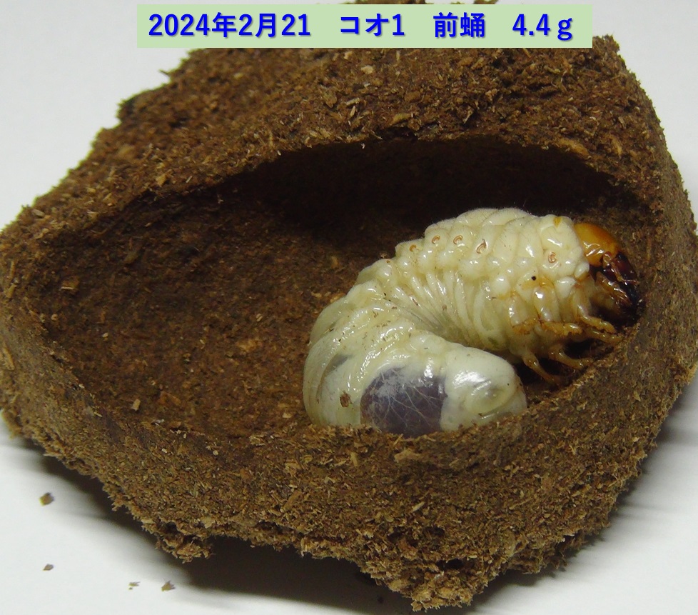 コクワガタ♂×オオクワガタ♀の幼虫_コオ1_4.4ｇ_前蛹_2024年2月21日
