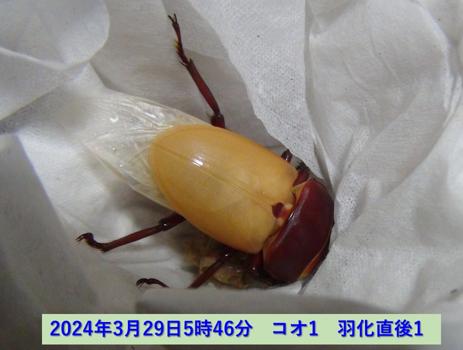 コクワガタ♂×オオクワガタ♀の幼虫_コオ1_羽化直後1_2024年3月29日5時46分