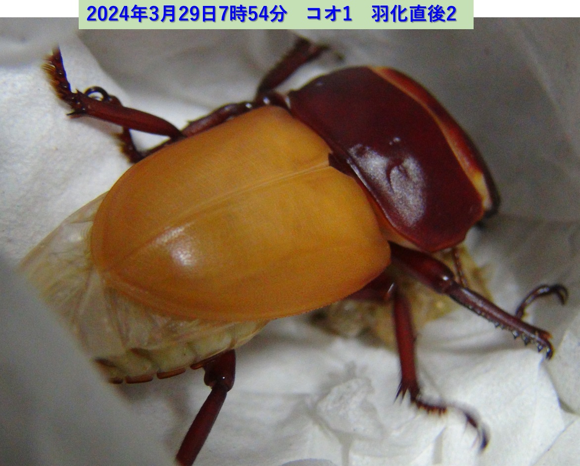 コクワガタ♂×オオクワガタ♀の幼虫_コオ1_羽化直後2_2024年3月29日7時54分