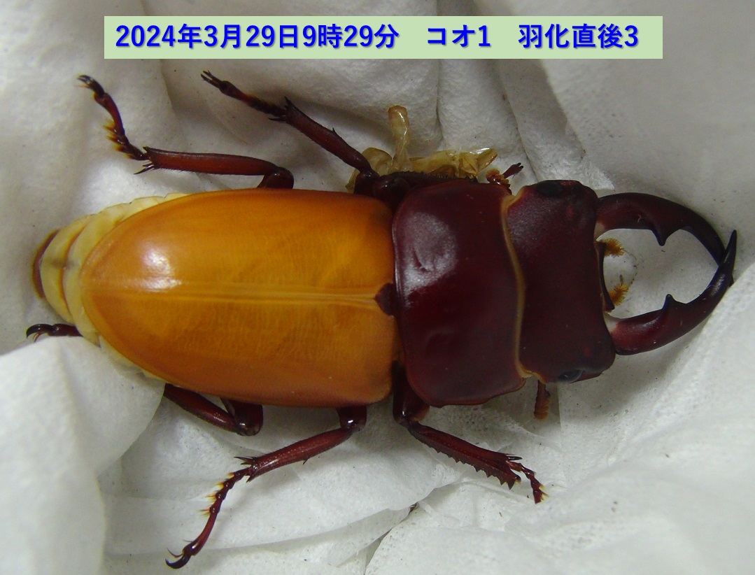 コクワガタ♂×オオクワガタ♀の幼虫_コオ1_羽化直後3_2024年3月29日9時29分