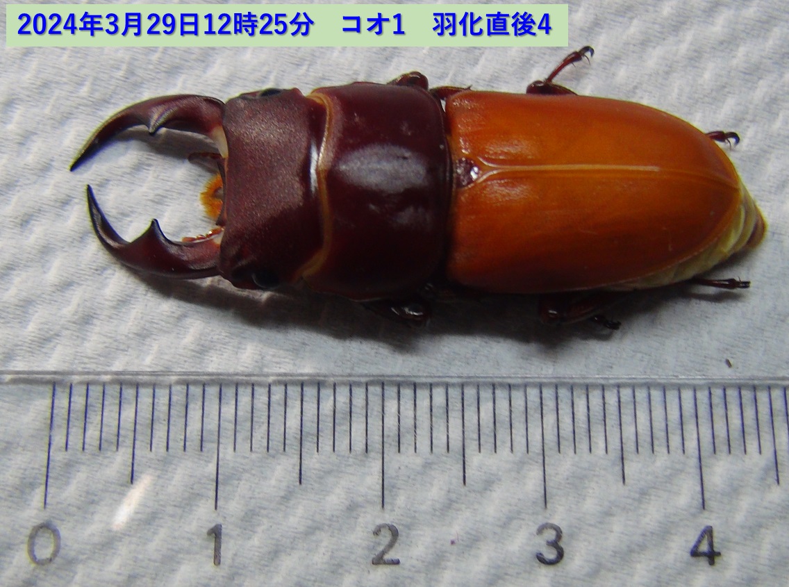 コクワガタ♂×オオクワガタ♀の幼虫_コオ1_羽化直後4_2024年3月29日12時25分