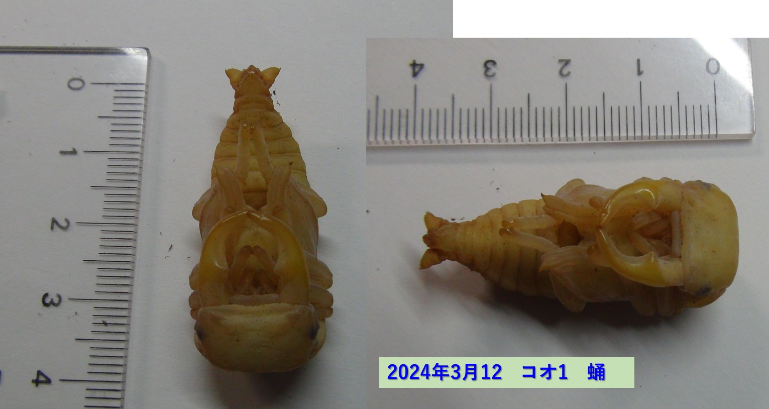 コクワガタ♂×オオクワガタ♀の幼虫_コオ1_蛹_2024年3月12日