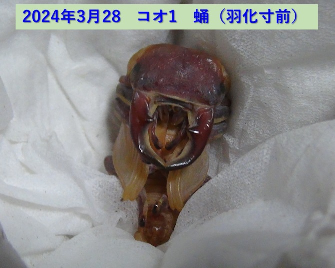 コクワガタ♂×オオクワガタ♀の幼虫_コオ1_蛹（羽化寸前）_2024年3月28日