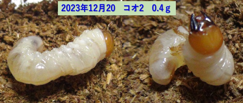 コクワガタ♂×オオクワガタ♀の幼虫_コオ2_0.4ｇ_2023年12月20日