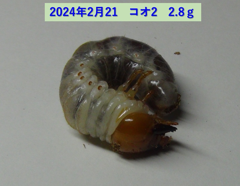 コクワガタ♂×オオクワガタ♀の幼虫_コオ2_2.8ｇ_2024年2月21日