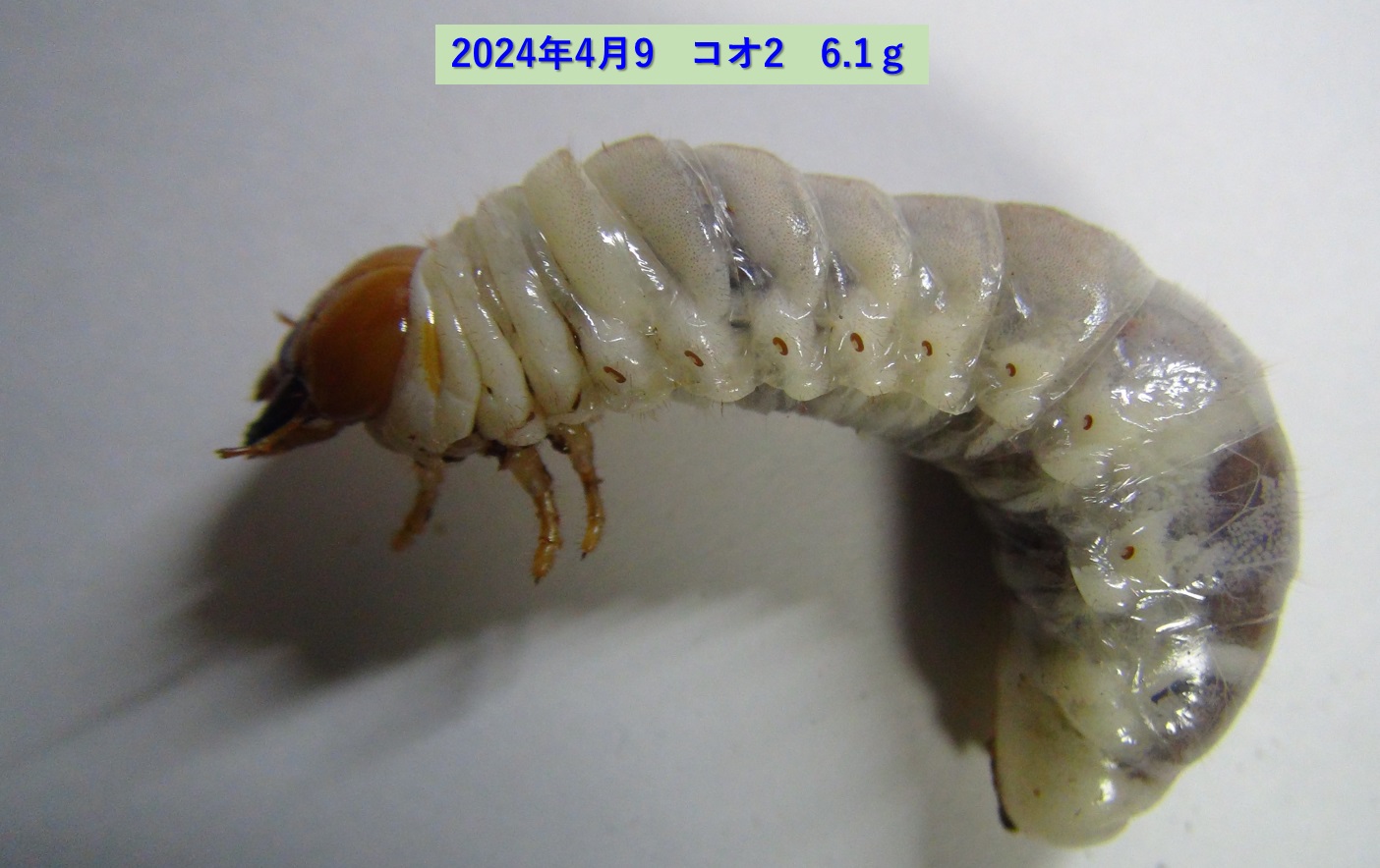 コクワガタ♂×オオクワガタ♀の幼虫_コオ2_6.1ｇ_2024年4月9日