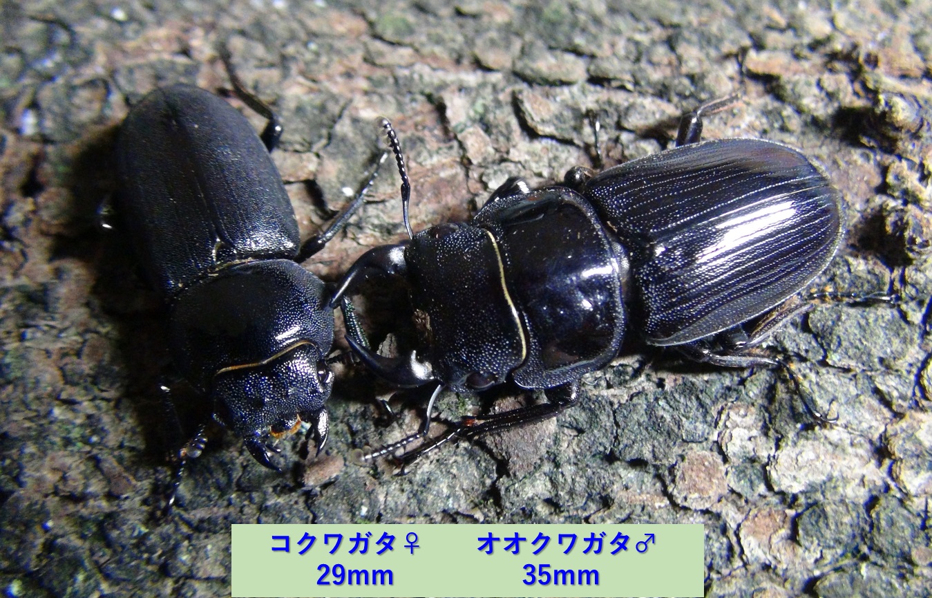 コクワガタ（母親）体長29mm_オオクワガタ（父親）体長35mm