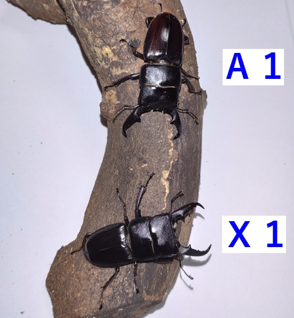 ヒラタクワガタ♂A1およびヒラタクワガタ♂X1-②_2023年3月18日