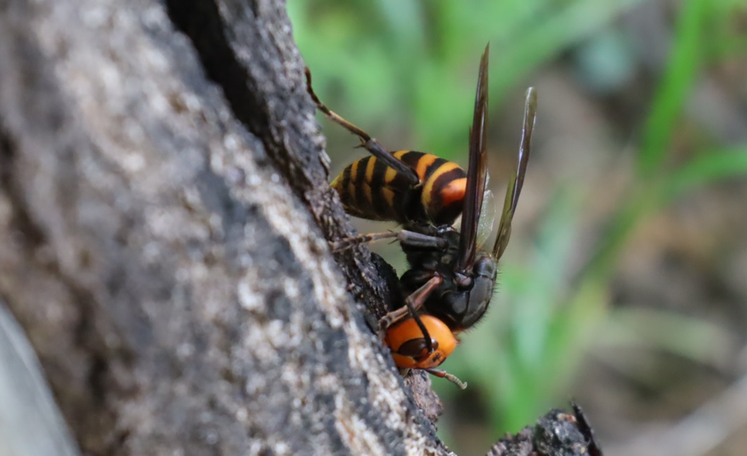 オオスズメバチ女王_住宅脇の昆虫達の飲み屋のクヌギ_2023年4月19日15時35分気温24度