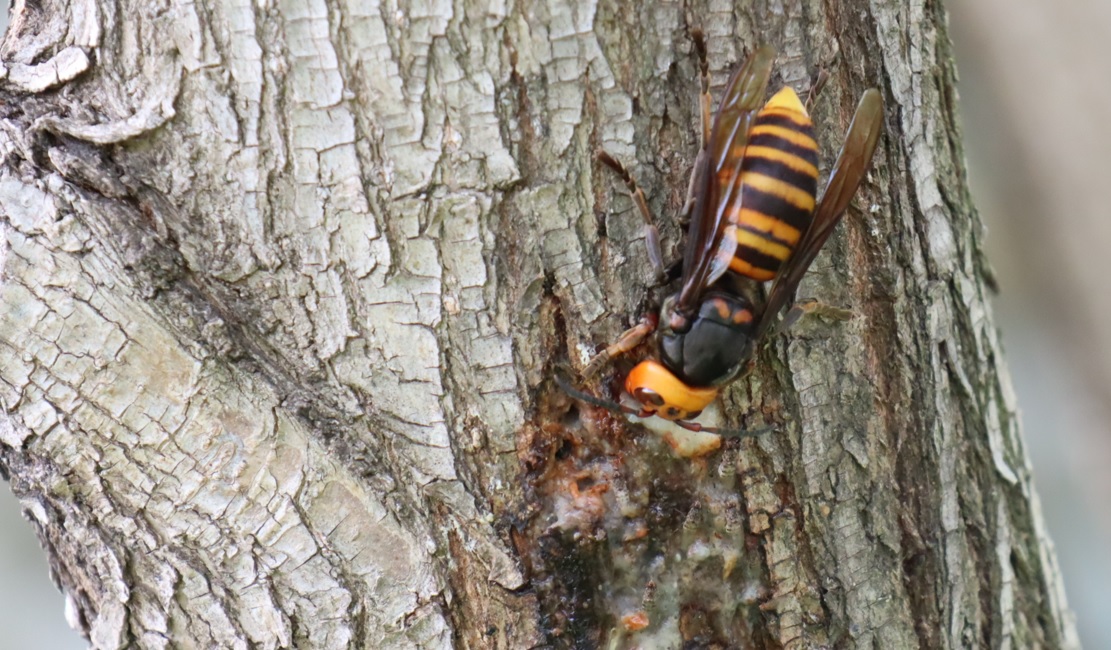 オオスズメバチ女王_河原のヤナギC_2023年4月19日15時15分気温24度