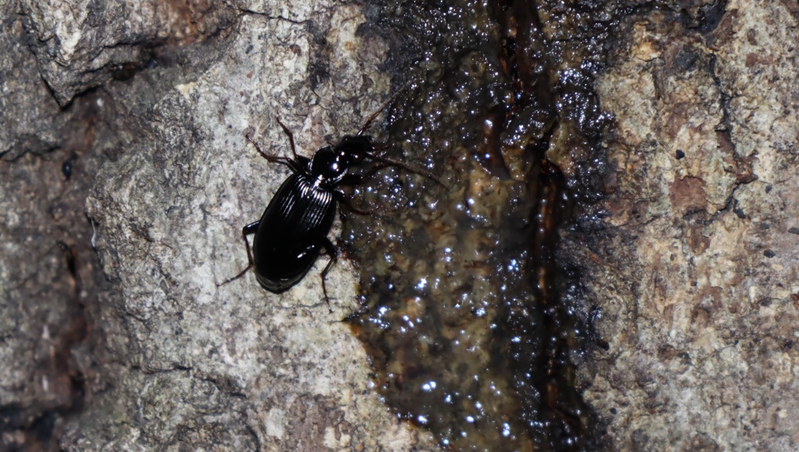オオヒラタゴミッムシ_凄いコナラ_2023年5月8日20時10分気温14度