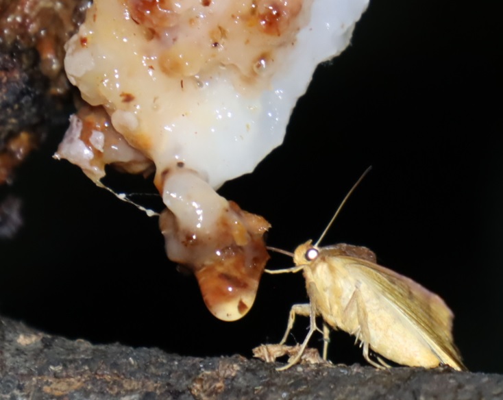 キノカワガ_白い樹液-枝先のヤナギ-ヤナギ林_2023年5月12日19時35分気温17.3度