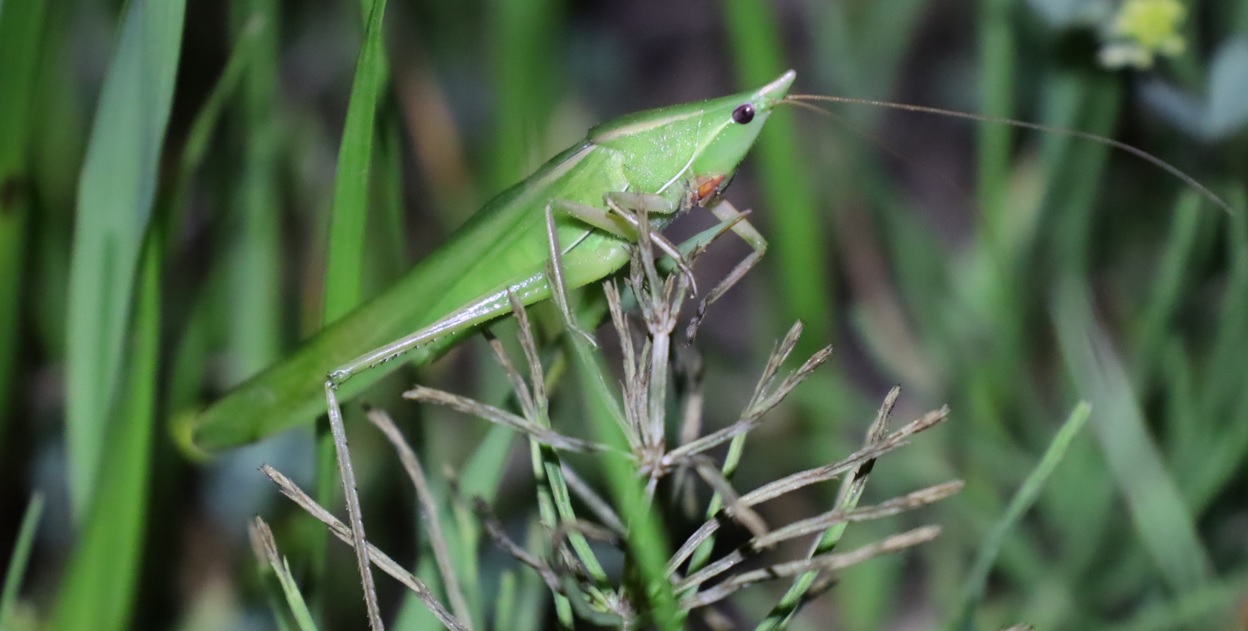 クビキリギス♀（緑色）-ヤナギ林_2023年4月14日18時55分気温17度