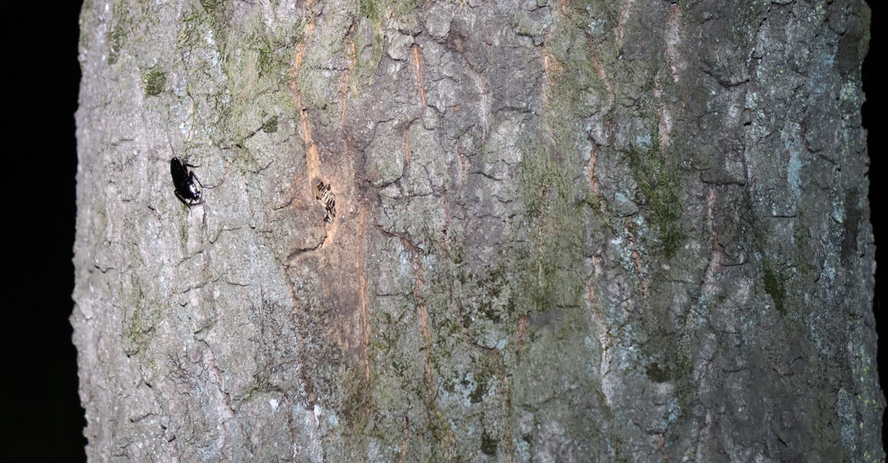クロゴキブリの幼虫（樹液が枯れた）_住宅脇の昆虫達の飲み屋のクヌギ_2023年5月10日19時20分気温17.1度