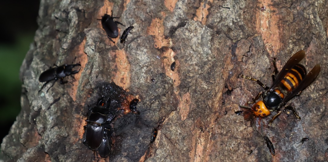 コクワガタ1♂+1♀+1ペア、オオスズメ女王蜂_団地前のクヌギ_2023年5月20日19時40分気温19.4度