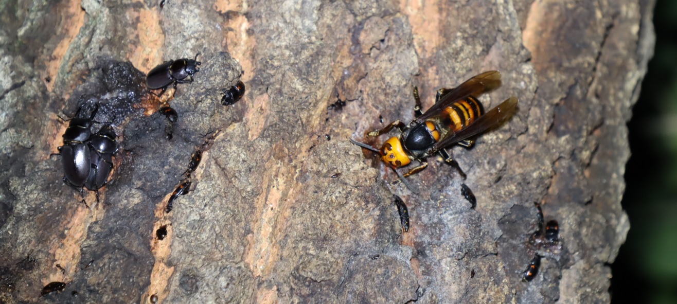 コクワガタ1♂+1ペア、オオスズメ女王蜂_団地前のクヌギ_2023年5月20日19時40分気温19.4度