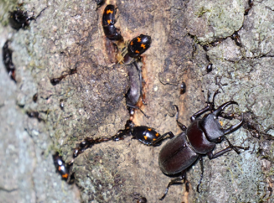 コクワガタ1♂1♀_住宅脇の昆虫達の飲み屋のクヌギ_2023年5月5日1９時３０分気温21.5度