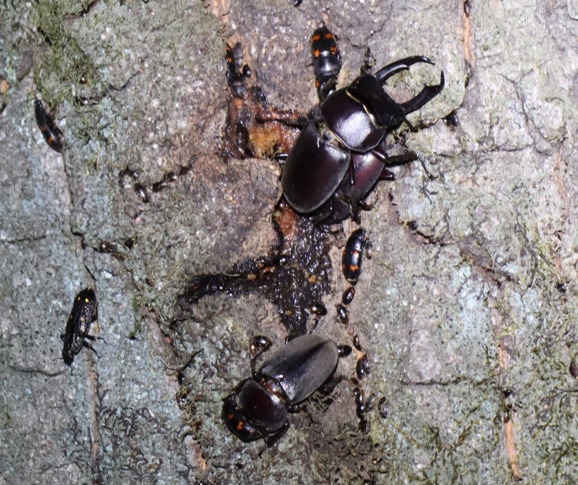 コクワガタ1♂3♀(アングル2)_住宅脇の昆虫達の飲み屋のクヌギ_2023年5月1日19時45分気温18度