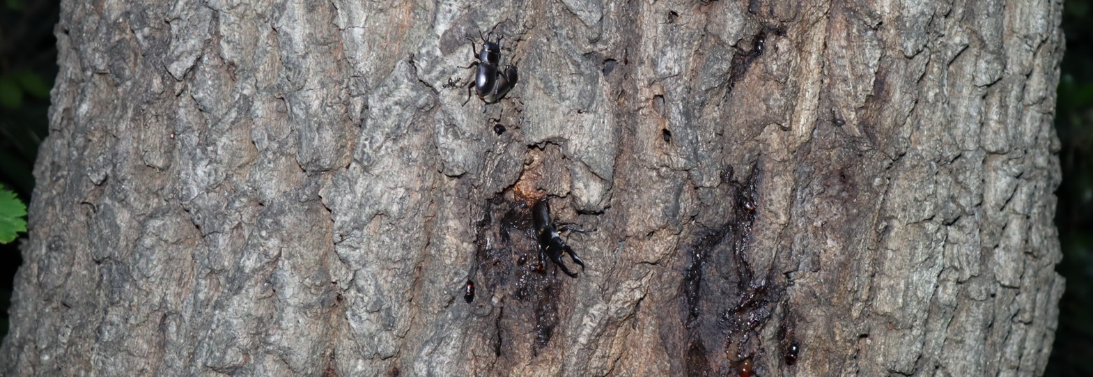 コクワガタ1ペア、１♂_団地前のクヌギ_2023年６月５日19時50分気温22.2度