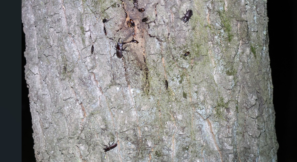 コクワガタ2♂1♀_住宅脇の昆虫達の飲み屋のクヌギ_2023年5月5日1９時３０分気温21.5度