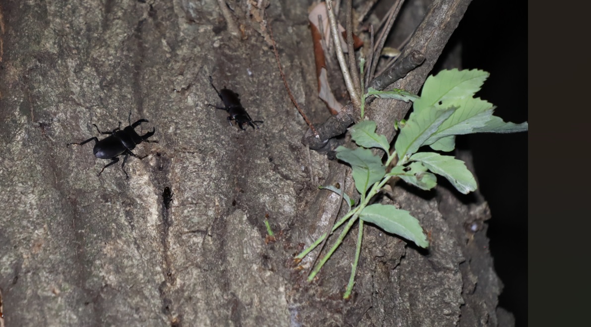 コクワガタ2♂_凄いコナラ_2023年5月9日19時40分気温14｡9度