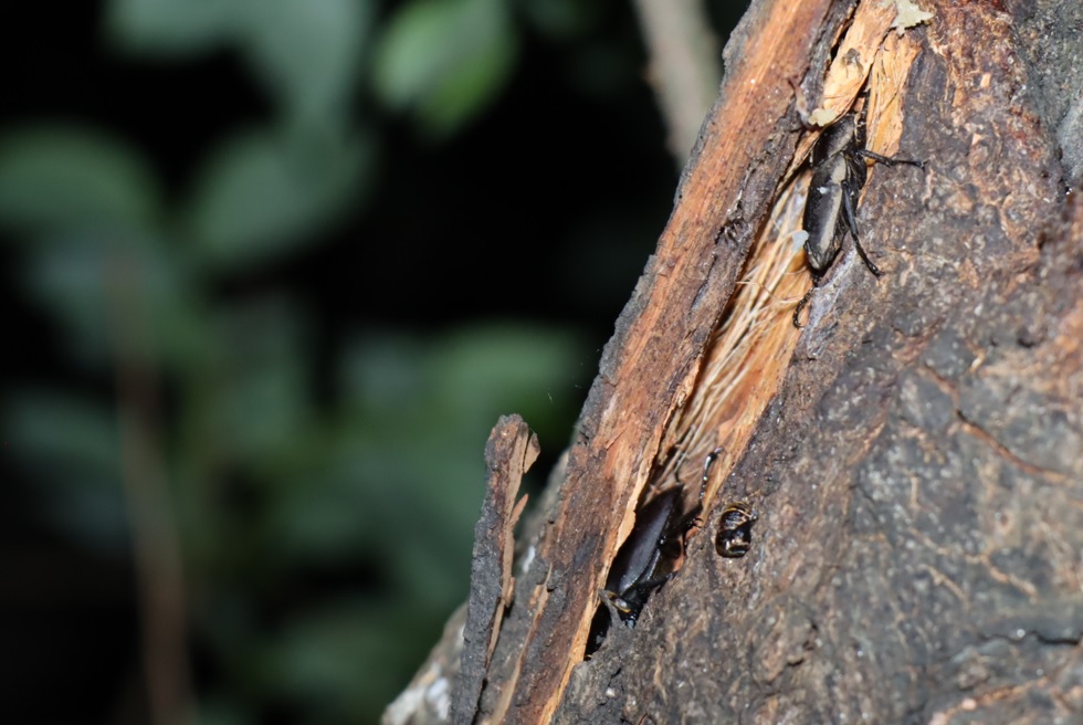 コクワガタ2♂_樹皮の裂け目-枝先のヤナギ-ヤナギ林_2023年5月16日19時35分気温18.1度