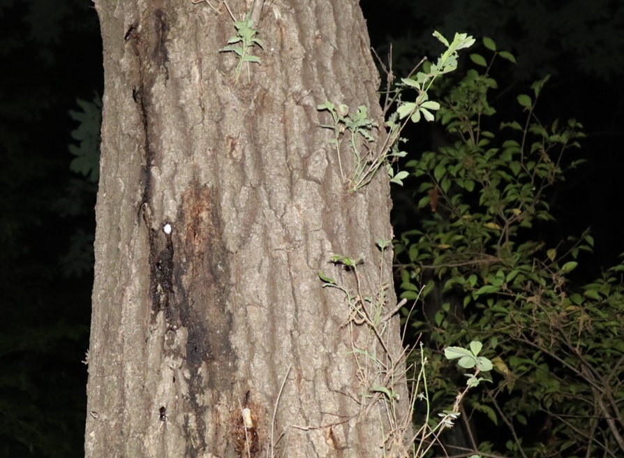 コクワガタ3♂_凄いコナラ_2023年5月6日19時45分気温22度