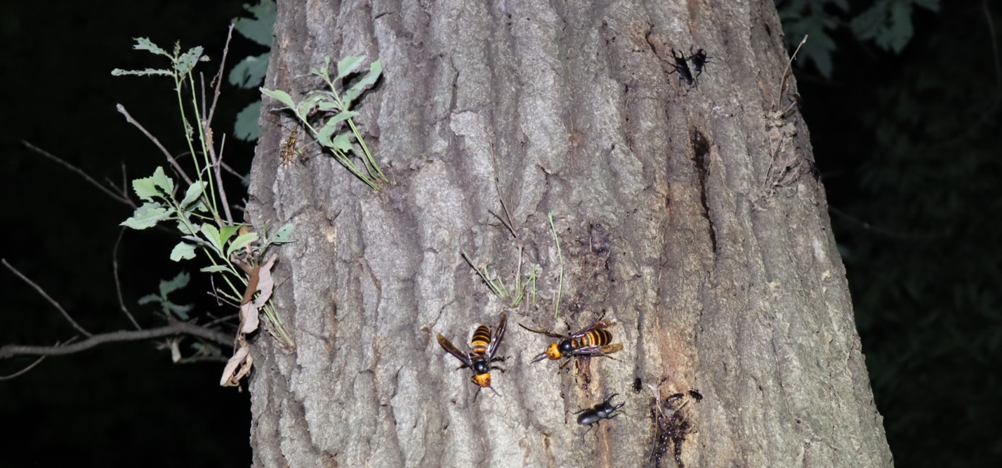 コクワガタ3♂、オオスズメ女王蜂2匹_凄いコナラ_2023年5月16日20時20分気温16.7度
