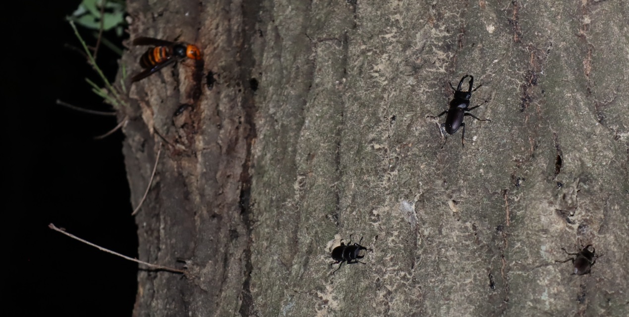 コクワガタ3♂、オオスズメ女王蜂_凄いコナラ_2023年5月10日19時45分気温17度