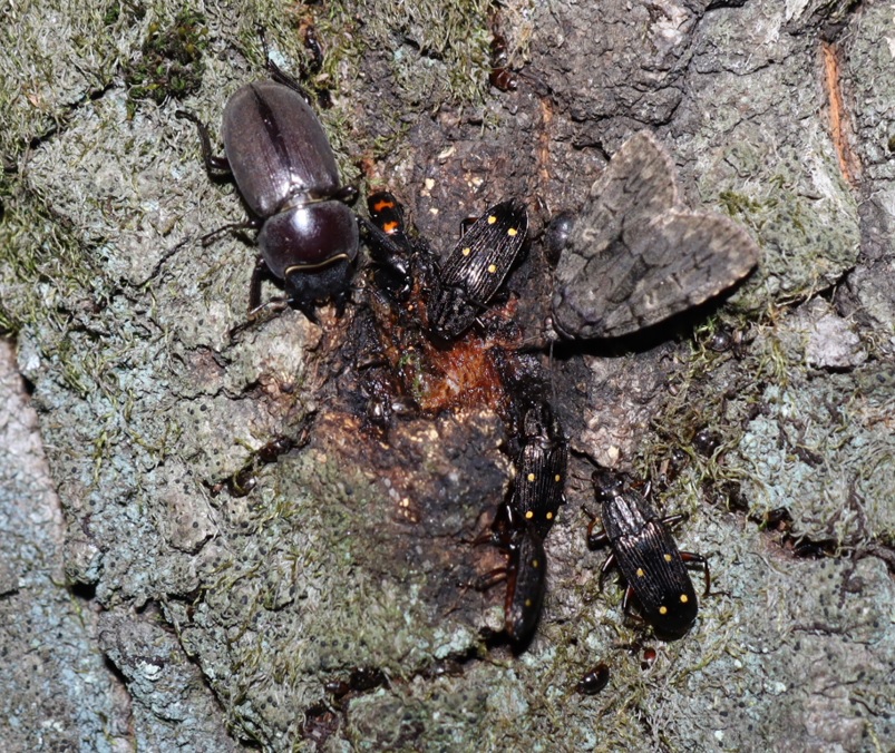 コクワガタ♀_住宅脇の昆虫達の飲み屋のクヌギ_2023年4月19日20時35分気温18度