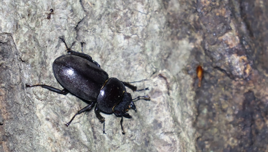 コクワガタ♀_凄いコナラ_2023年5月6日19時45分気温22度