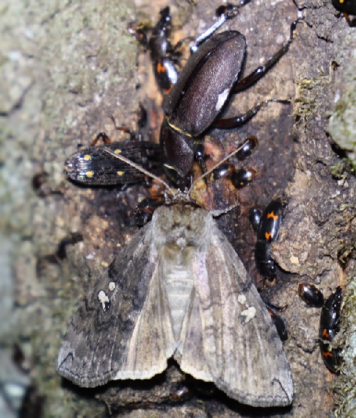 コクワガタ♀、ヨツボシケシキスイ、ヨツボシオオキスイ、キノカワガ(2)_住宅脇の昆虫達の飲み屋のクヌギ_2023年4月27日19時50分気温16.5度