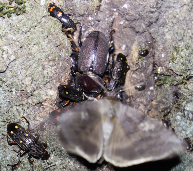 コクワガタ♀、ヨツボシケシキスイ、ヨツボシオオキスイ、キノカワガ_住宅脇の昆虫達の飲み屋のクヌギ_2023年4月27日19時50分気温16.5度