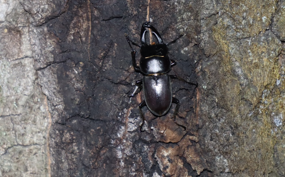 コクワガタ♂_住宅脇の昆虫達の飲み屋のクヌギC_2023年5月10日19時20分気温17.1度