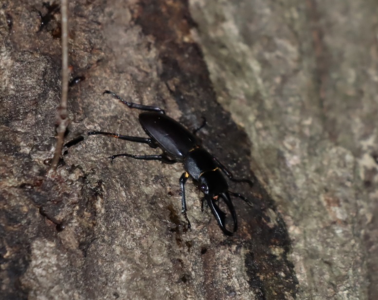 コクワガタ♂_凄いコナラ_2023年5月12日10時25分気温17.3度