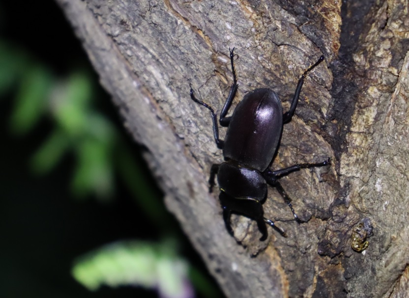 コクワガタ♂_河原のヤナギ（G)_2023年5月5日20時10分気温21.5度