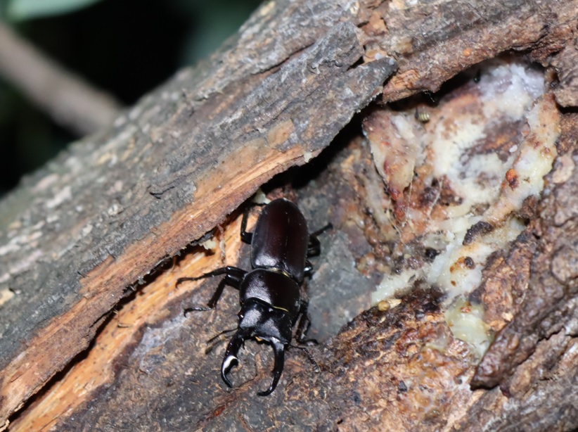 コクワガタ♂_白い樹液-枝先のヤナギ-ヤナギ林_2023年5月16日19時35分気温18.1度