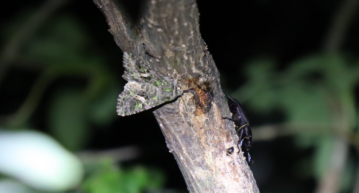 コクワガタ♂、キノカワガ_川縁のヤナギ_2023年5月24日20時5分気温17.5度