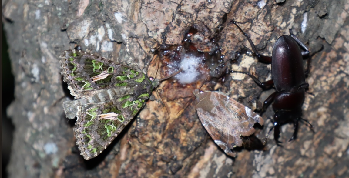 コクワガタ♂、シロスジアオヨトウ、シロオビキリガ_ヤナギの枝先-2箇所目_2023年6月5日20時5分気温22度