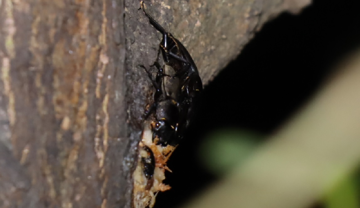 コクワガタのペア_川縁のヤナギ_2023年5月17日19時55分気温20.3度