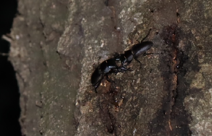 コクワガタ決闘中の2♂_住宅脇の昆虫達の飲み屋のクヌギ_2023年5月6日19時15分気温22度