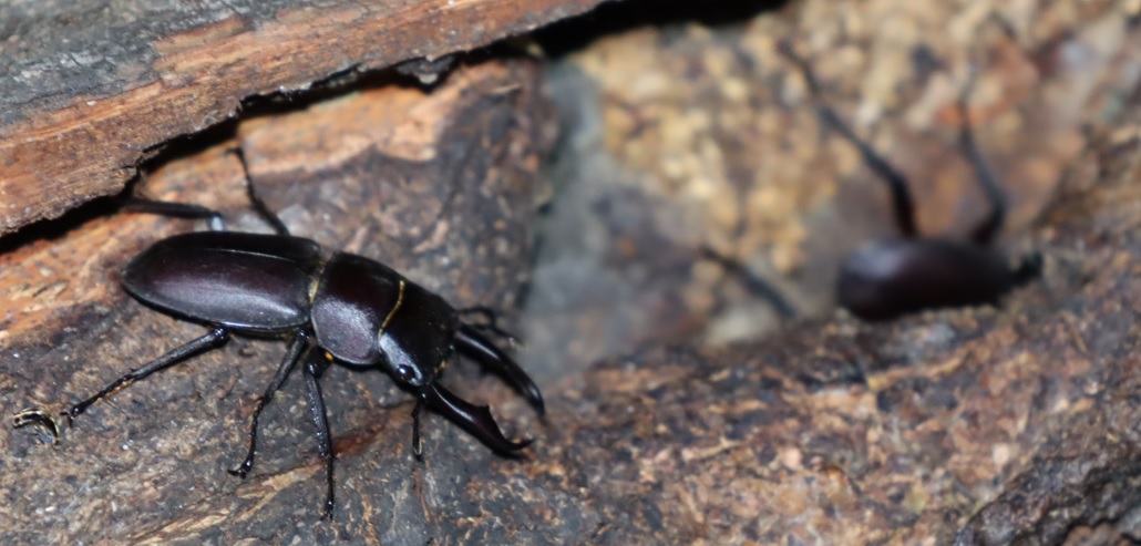 コクワガタ２♂_枝先のヤナギ-ヤナギ林_2023年5月24日19時45分気温17.9度