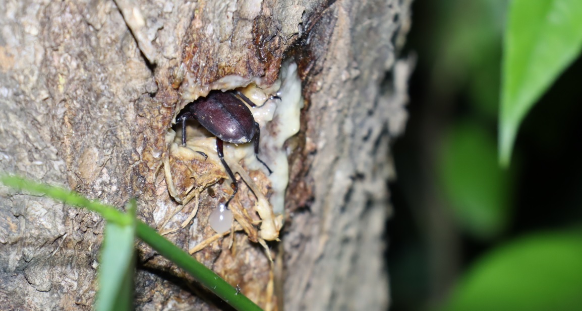 コクワガタ？_河原のヤナギ（A)_2023年5月5日20時5分気温21.5度