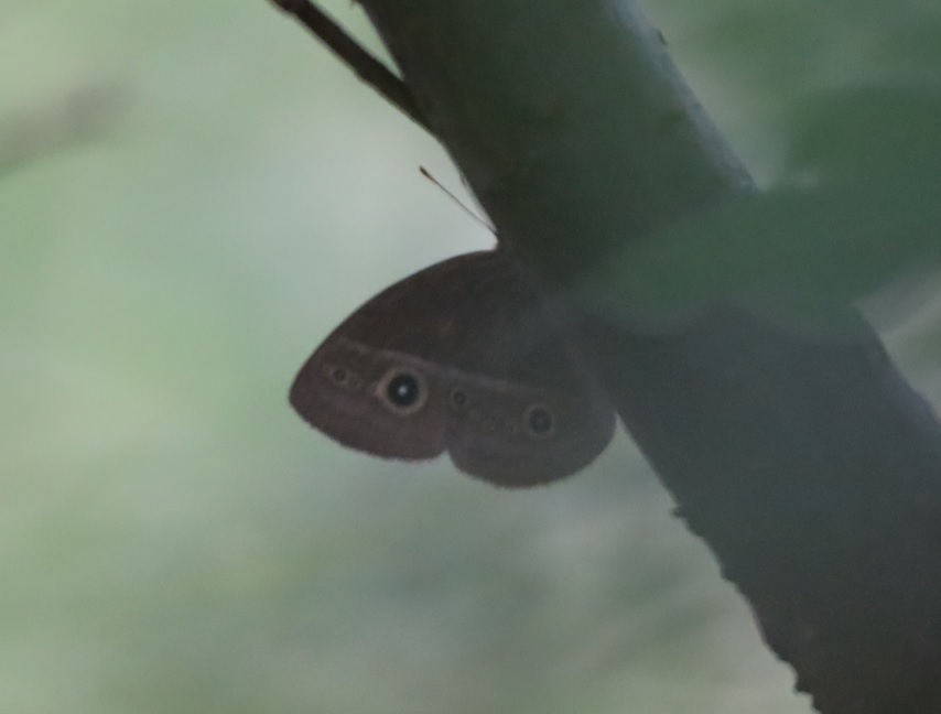 コジャノメ_川縁のヤナギ_2023年6月５日5時１5分気温17度