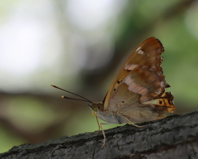 コムラサキ_ヤナギの枝先-ヤナギ林_2023年6月7日13時5分気温28度