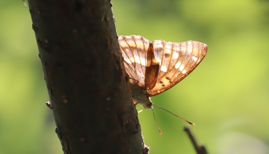 コムラサキ_川縁のヤナギ_2023年6月3日15時25分気温24度