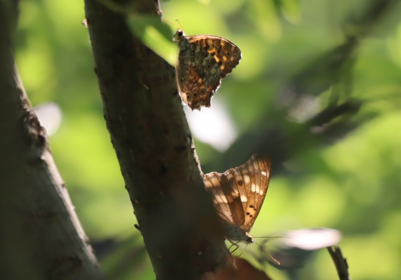 コムラサキとサトキマダラヒカゲ_川縁のヤナギ_2023年6月3日15時30分気温24度
