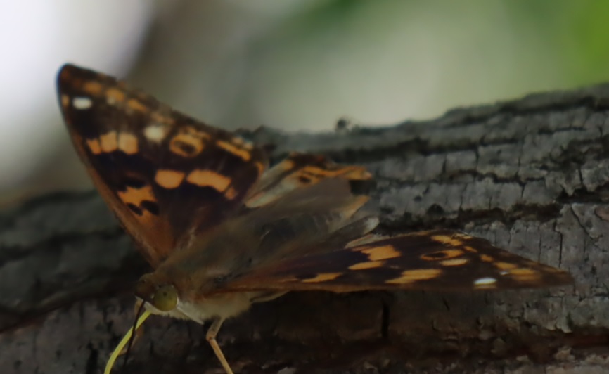 コムラサキ（アングル2）_ヤナギの枝先-ヤナギ林_2023年6月7日13時5分気温28度